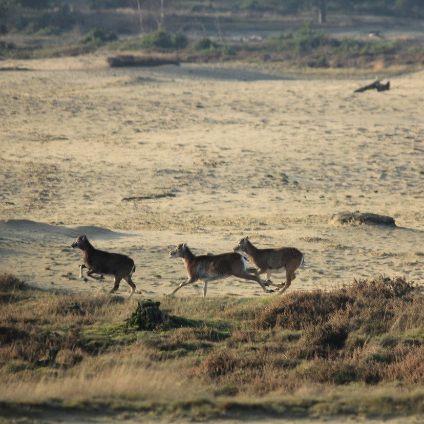Mouflons op het Wekeromse Zand